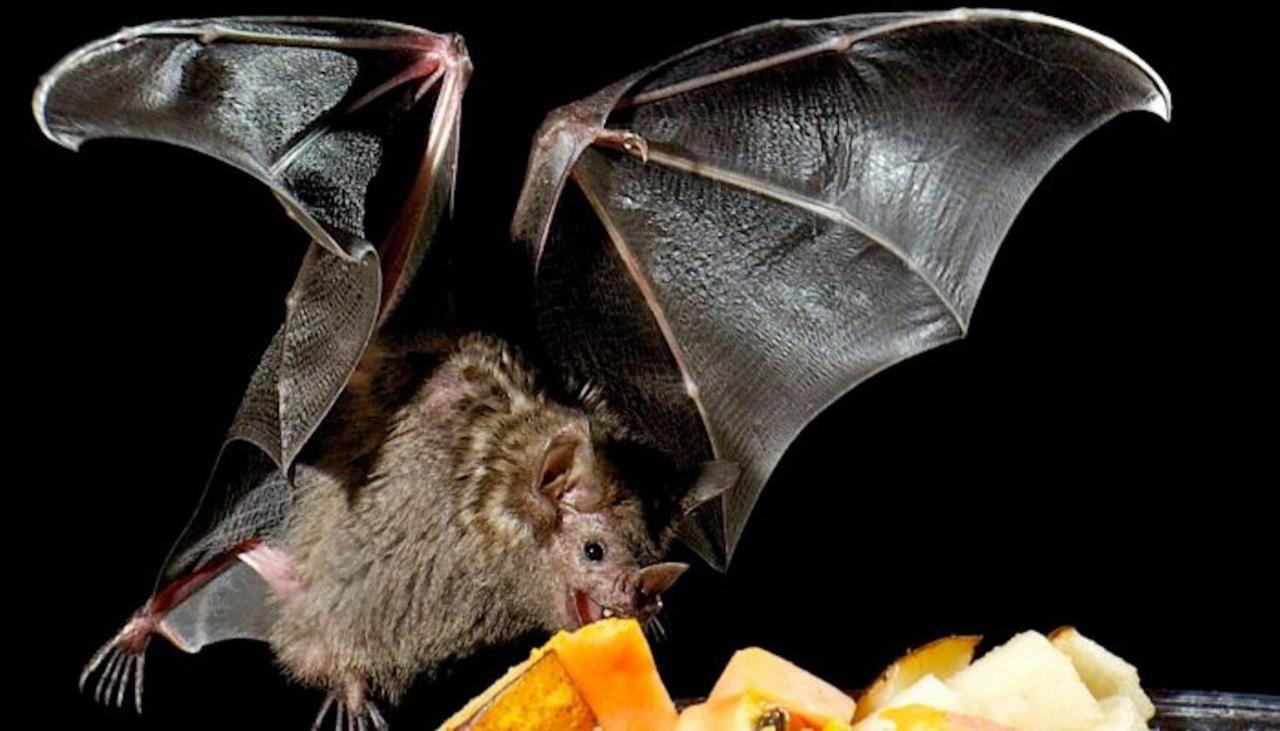 Pension Zur Fledermaus Waren  Buitenkant foto
